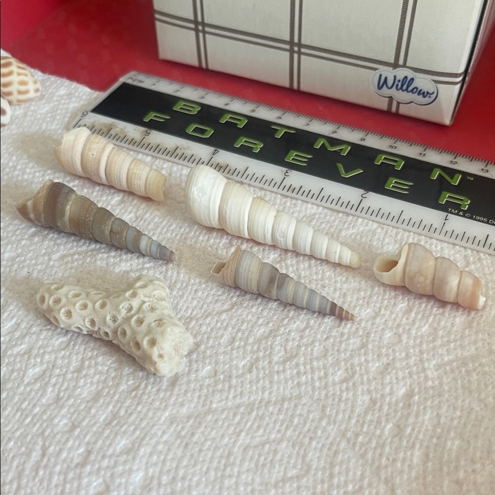 Assorted Seashell Collection - Picture 5 of 10